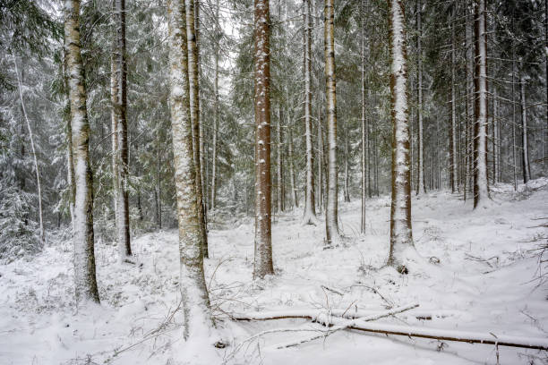 suecia - un bosque de árboles muy viejos en la nieve - 11274 fotografías e imágenes de stock