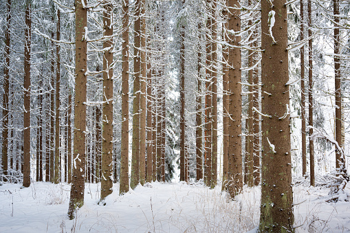 Pine trees are aligned in the snow in a Swedish forest.