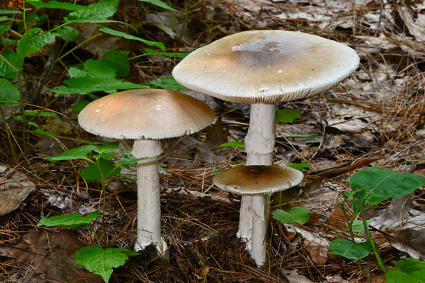 Mushrooms in the woods