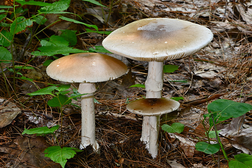 Mushrooms under conifers in the Connecticut woods, possibly members of the genus Amanita, which contains some of the deadliest mushrooms, including the death cap and destroying angel