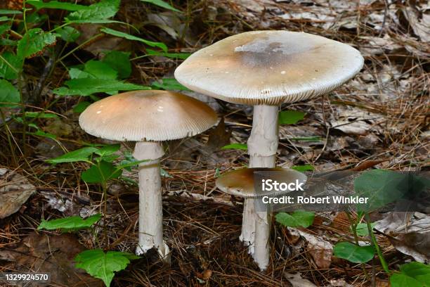 Mushrooms In The Woods Stock Photo - Download Image Now - Amanita Phalloides, Mushroom, Destroying Angel Mushroom