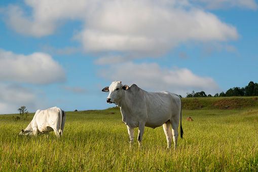 Nelore cattle in green pasture