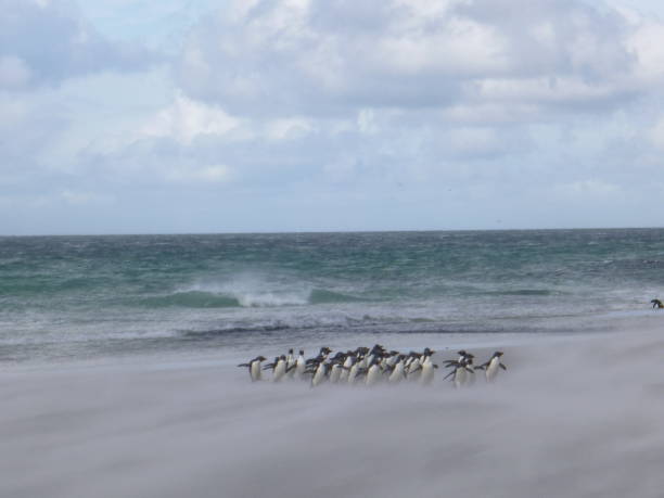 Gentoo penguins in windy conditions stock photo