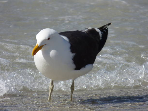 Gull on the beach stock photo