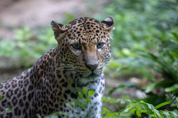 istock Sri Lankan leopard in the jungle 1329929326