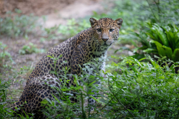 istock Sri Lankan leopard in the jungle 1329929452