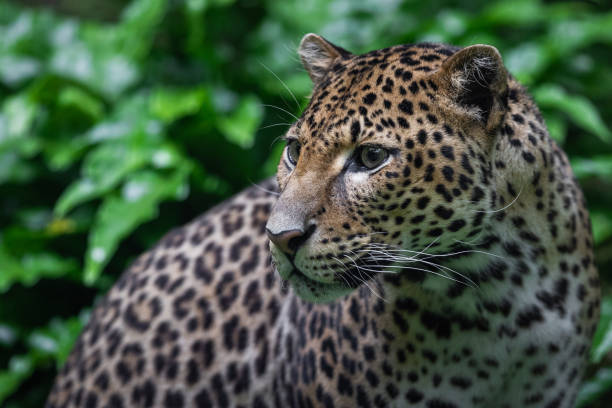 istock Sri Lankan leopard in the jungle 1329929574
