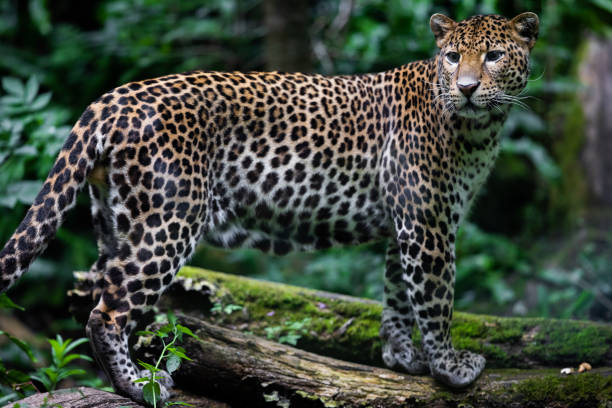 istock Sri Lankan leopard in the jungle 1329929717