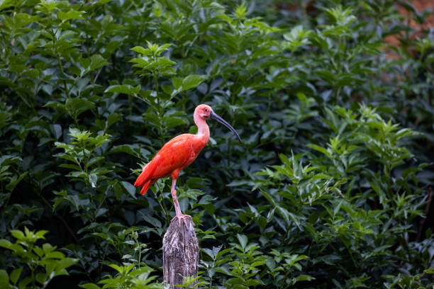 ein scharlachroter ibis sitzt auf einem baum - scharlachsichler stock-fotos und bilder