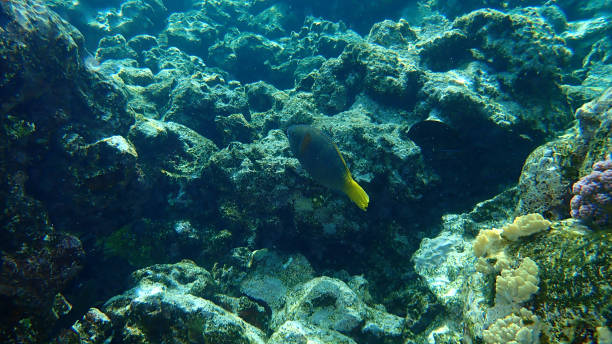 istock Rusty parrotfish (Scarus ferrugineus) female undersea, Red Sea, Egypt 1329930129