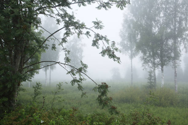 istock A misty morning in a wooded meadow 1329931363