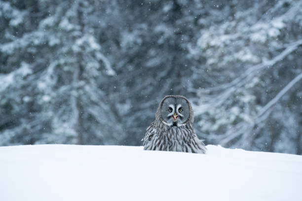 great grey owl (strix nebulosa) standing on white snow in the middle of winter wonderland - great white owl imagens e fotografias de stock