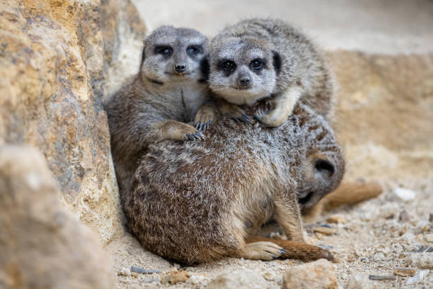 istock A group of Meerkats are resting together 1329932336