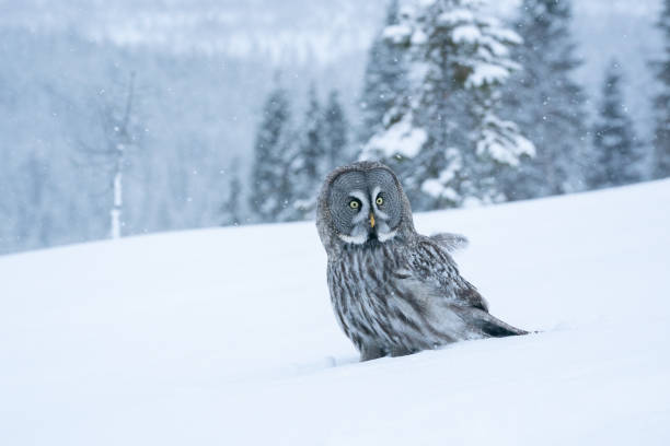 great grey owl (strix nebulosa) stojąca na białym śniegu w środku zimowej krainy czarów - great white owl zdjęcia i obrazy z banku zdjęć