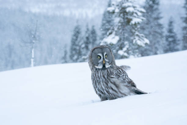 great grey owl (strix nebulosa) standing on white snow in the middle of winter wonderland - great white owl imagens e fotografias de stock