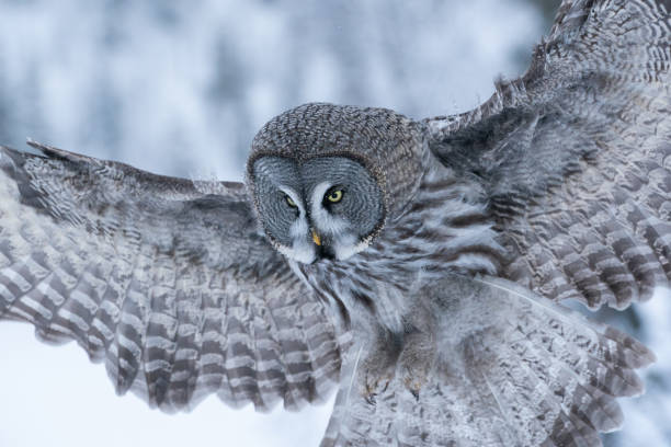 istock A close-up of a flying Great Grey Owl (Strix nebulosa) 1329933006