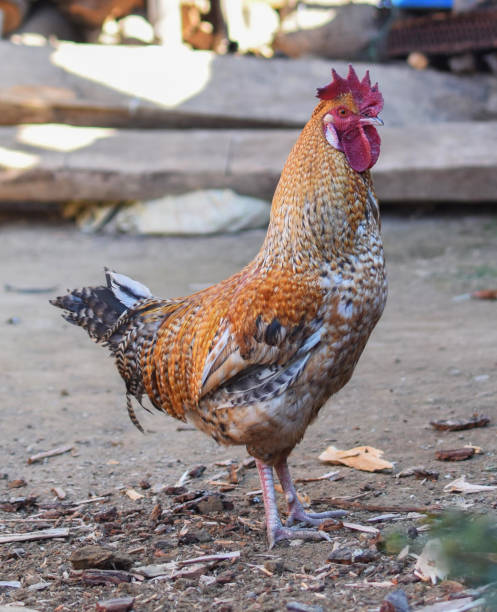 istock The King of Cock 1329933102