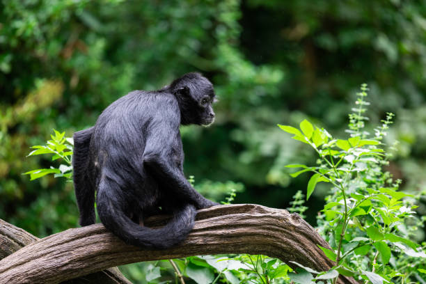 istock A brown-headed spider monkey is in the jungle 1329933159