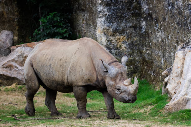 istock A black rhino walks in the savannah 1329933261