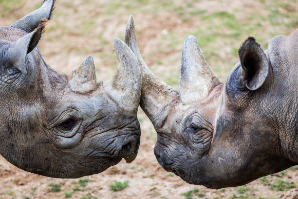 istock A black rhino walks in the savannah 1329933492