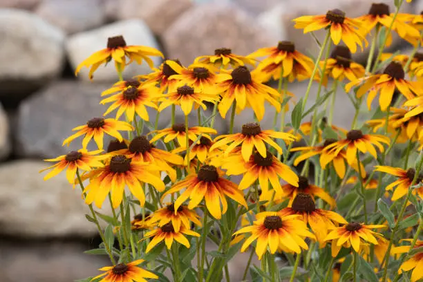 Vibrant yellow Rudbeckia flowers in an European garden during a warm summer evening.