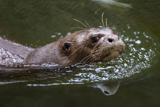 istock A giant otter bathes in the jungle 1329935377