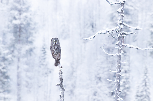 Majestic bird of prey Great Grey Owl (Strix nebulosa) sitting on an old dead tree and wathcing over winter wonderland of snowy taiga forest near Kuusamo, Northern Finland.
