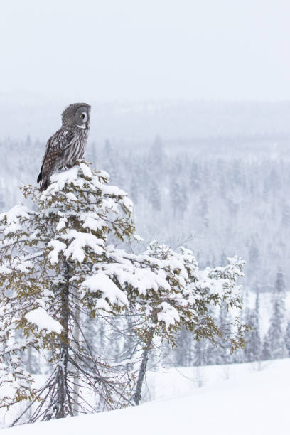 istock Great Grey Owl (Strix nebulosa) sitting on a small tree and watching over winter wonderland 1329937950