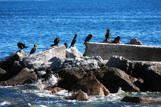 istock Cormorants posing on the rocks next to the beach 1329938174