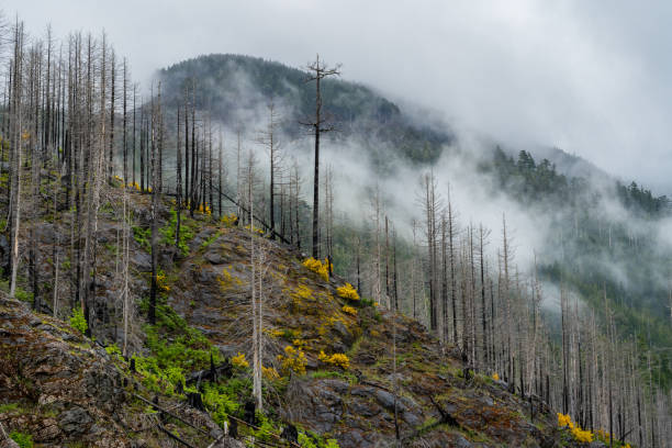 vancouver island deforestation - logging road imagens e fotografias de stock