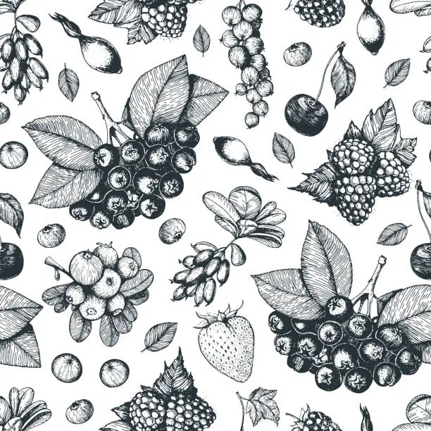 Vector illustration of Berry hand drawn seamless pattern. Hand drawn sketch vector illustration with currant , cherry, raspberry, strawberry, chokeberry. Food design template with berry.