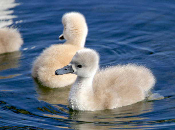 istock Cygnets swimming in the lake 1329940894