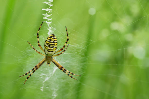 the female of a wasp spider sits in its web and waits for prey, against a green background - getingspindel bildbanksfoton och bilder