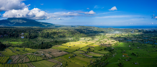 Aerial panoramic view taken by drone of some green and yellow rice paddy fields facing the Indian ocean in Bali Indonesia and located on the Eastern side of the island.