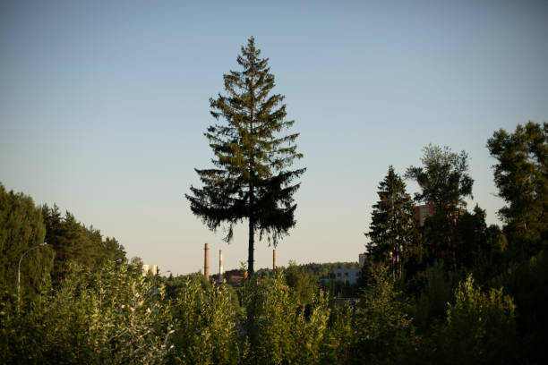 Tall spruce. Lonely tree. Summer forest landscape. Natural landscape.
