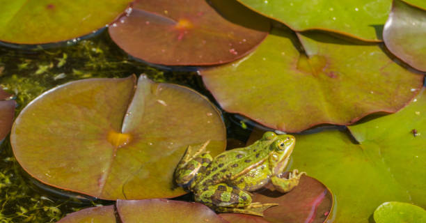 istock Frog on red and green Pond Leaves 1329944845