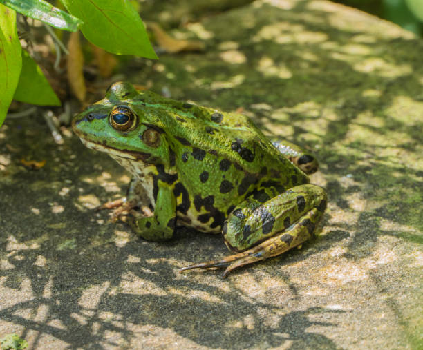 istock Frog on Wall Extreme Close-up 1329945010