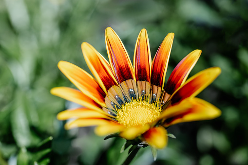 Gazania rigens on a natural green background. A perfect background for your design.