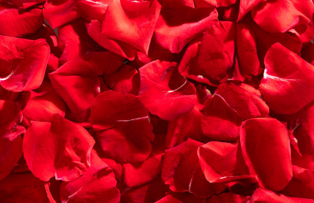 istock Background of beautiful red rose petals - Text space 1329946878