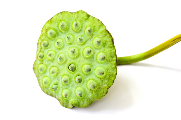 istock Fresh green lotus seed pods isolated on white background 1329951748
