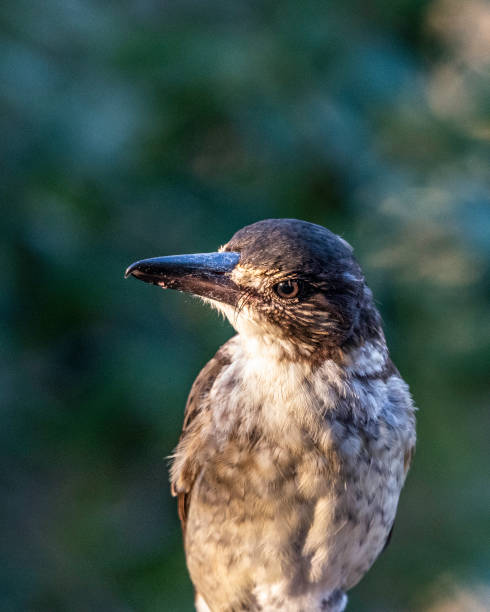 istock Juvenile Grey Butcherbird 1329955624