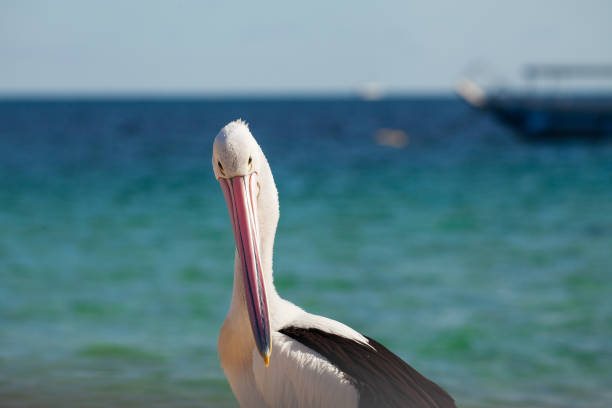Australian pelican in Mallacoota, Victoria, Australia.