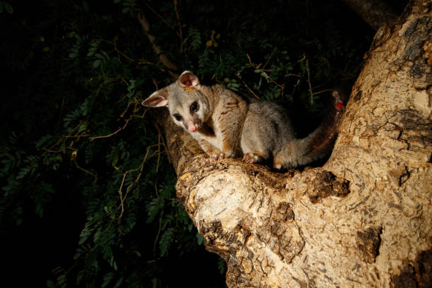 istock Common Brushtail Possum (Trichosurus vulpecula) in tree at night 1329958245