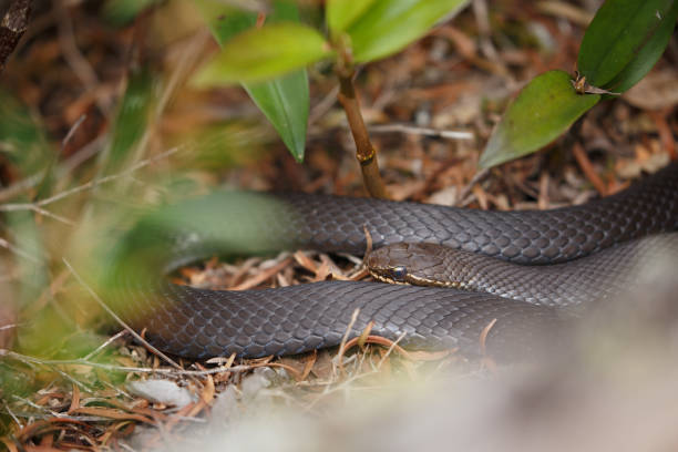 istock Marsh Snake (Hemiaspis signata) basking in the sun. 1329958296