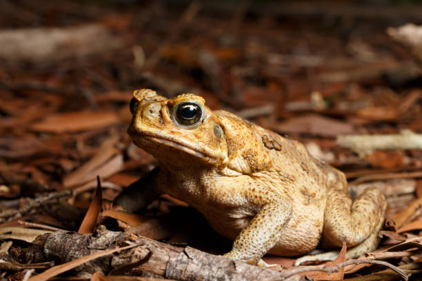 интродуцированная тростниковая жаба (rhinella marinus) ночью - cane toad toad wildlife nature стоковые фото и изображения