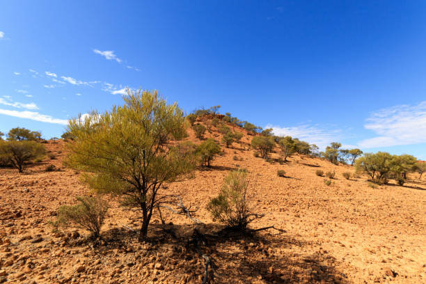 istock Arid desert environment and spinifex at Lark Quarry, Queensland, Australia 1329958325