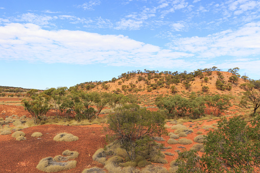 Arid desert environment and spinifex at Lark Quarry near Opalton, Queensland, Australia