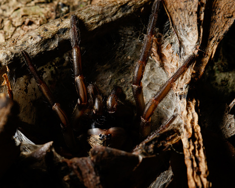Brisbane Trapdoor Spider in web trap\