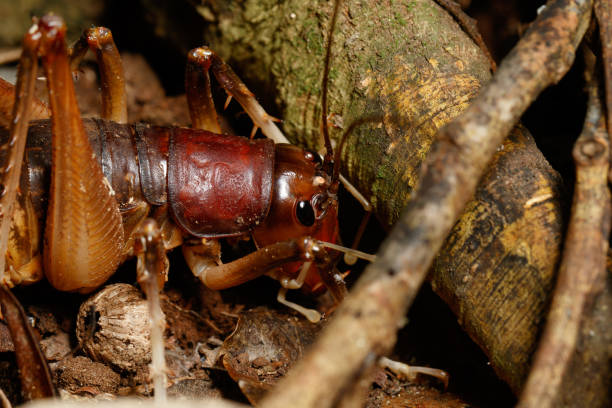 istock White Kneed Cricket (Penalva flavocalceata) in leaf litter 1329958579