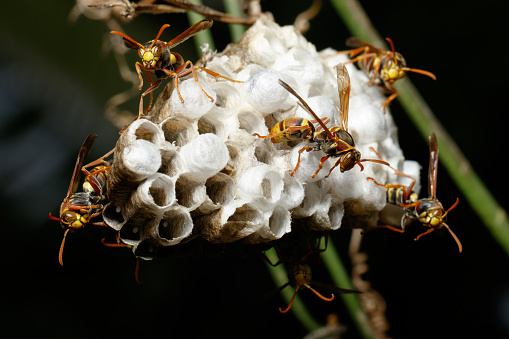 Australian Paper Wasp (Polistes variabilis) at nest in suburban Brisbane, Queensland, Australia